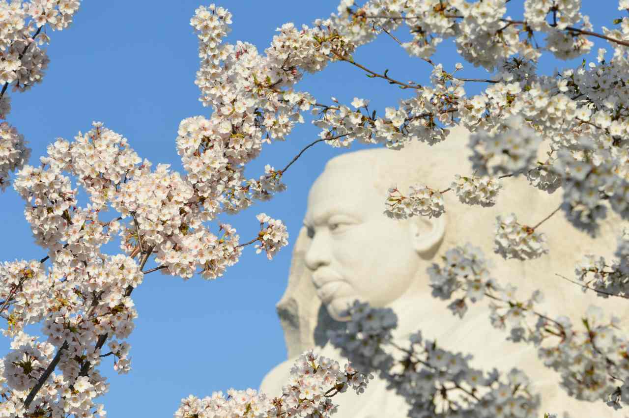 10 finest locations to take pleasure in cherry blossoms within the US in spring 2024