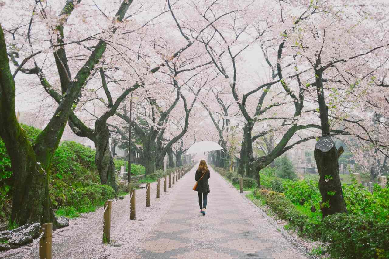 7 locations to see the most effective cherry blossoms world wide in 2024